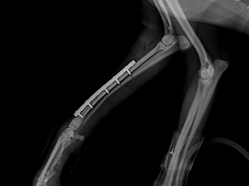 Limb Radiograph