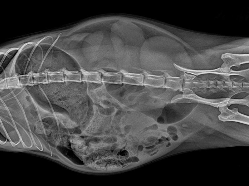 Pyometra