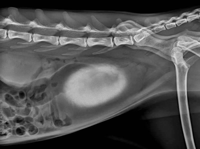 Contrast Radiograph