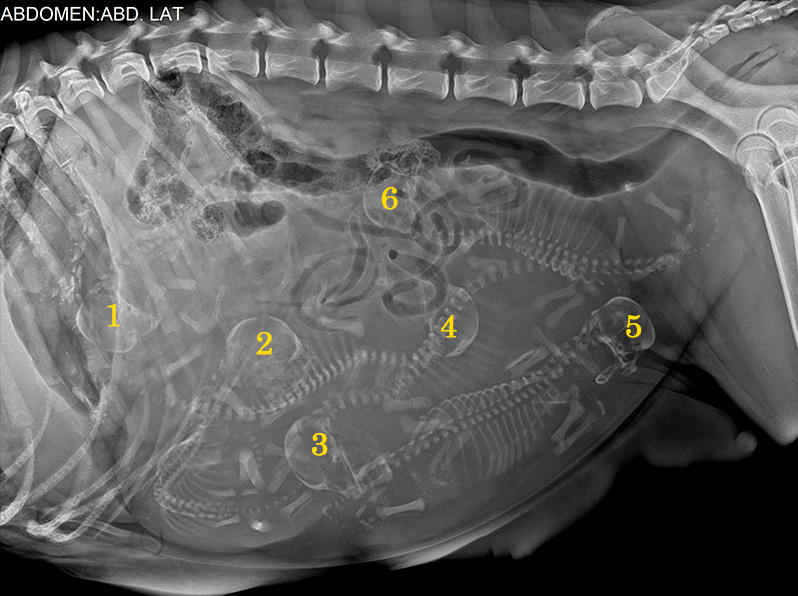 Pregnancy Dog