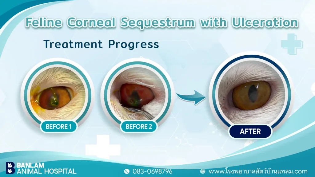 Cornea Ulcer Post Blog