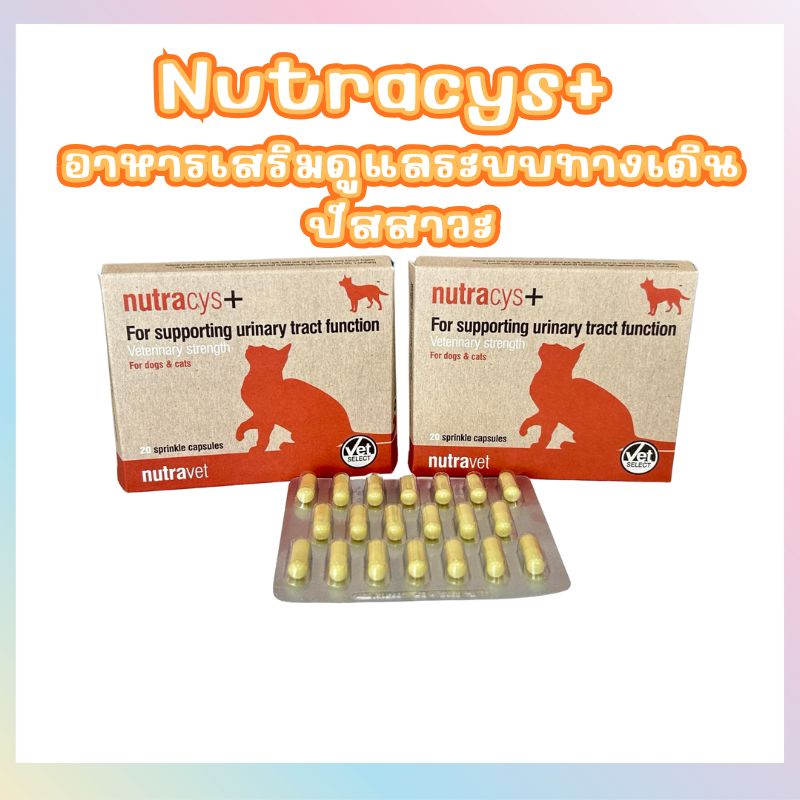 Nutracys+ (นูทราซิส) ดูแลระบบทางเดินปัสสาวะ 1 Nutracys1